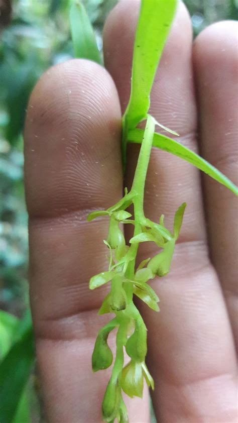 Epidendrum Karstenii Orqu Deas De Tabio Inaturalist