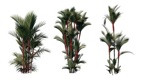 Premium PSD Set Of Palm Trees Isolated On A Transparent Background