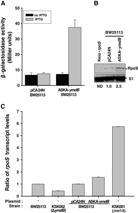 Regulation Of Rpos Levels And Activity By Ymdb A Effect Of Ymdb On