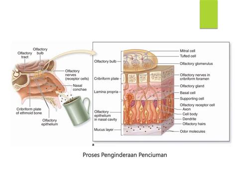 Anatomi Dan Fisiologi Sistem Indra Special Sensespptx