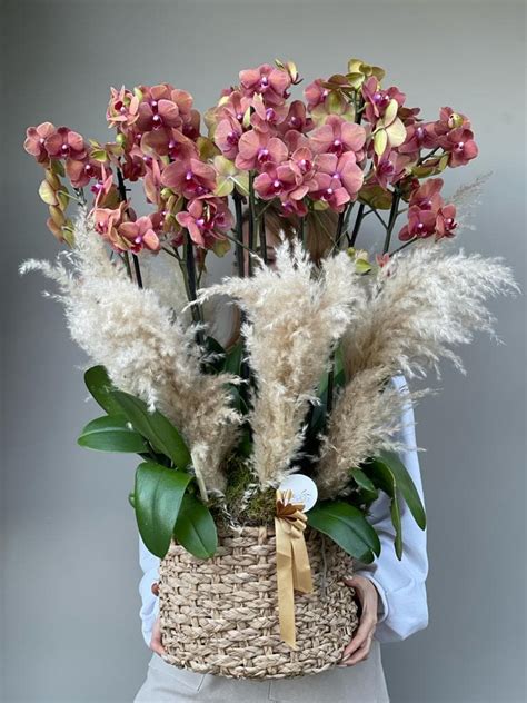 Wicker Round Orange Orchid 12 Dal Taze Çiçek