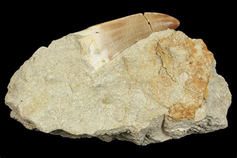 1 6 Mosasaur Mosasaurus Tooth In Rock 70441 For Sale FossilEra