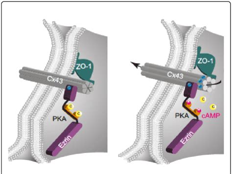 Schematic Depiction Of The Camp Pka Regulation Of Opening And Closing