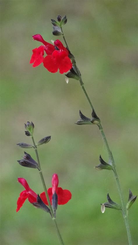 Photo Of The Closeup Of Buds Sepals And Receptacles Of Autumn Sage