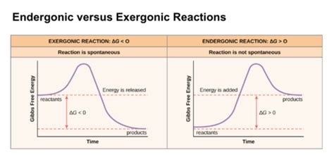 Lecture Enzyme Kinetics Flashcards Quizlet