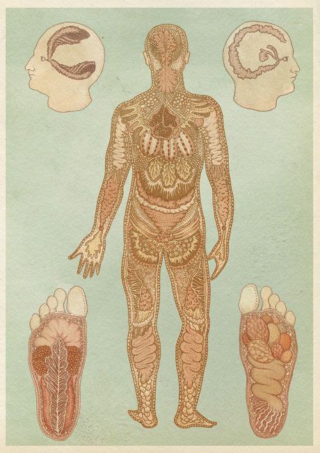 Anatomy Art Human Anatomy Body Anatomy Biology Drawing Katie Scott