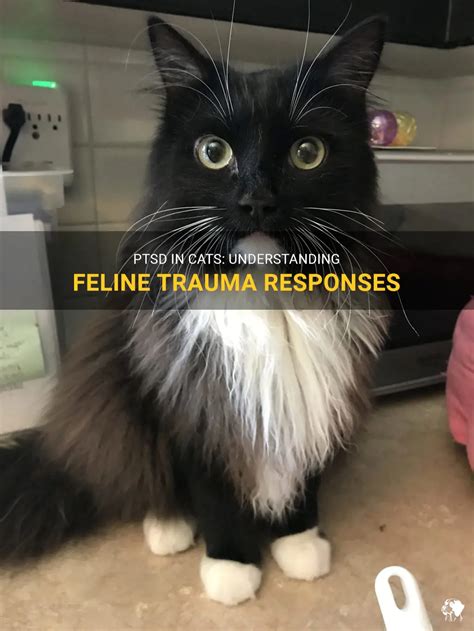 Ptsd In Cats Understanding Feline Trauma Responses Petshun