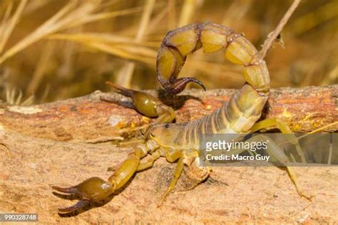 516 Fat Tail Stock Photos High Res Pictures And Images Getty Images