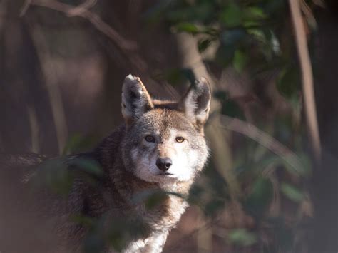 Red Wolf Habitat Description
