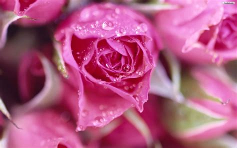 Natural HD Wallpaper: pink rose meaning | pink roses | pink rose ...