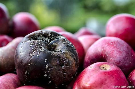 La Mala Influencia De Las Manzanas Podridas