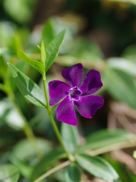 Vinca Minor Atropurpurea Beth Chattos Plants And Gardens