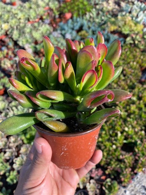 Et S Fingers Crassula Ovata Jade Plant Variegated Etsy