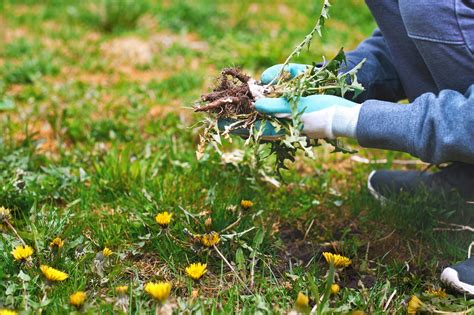 Guía completa Cómo limpiar un jardín de malas hierbas de forma efectiva