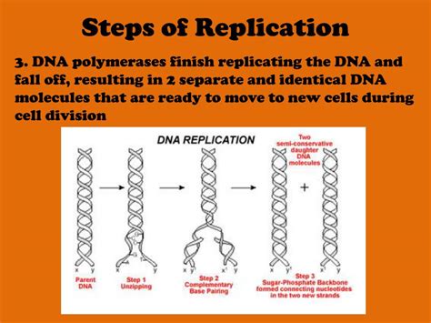 Ppt Chapter 10 Dna Rna And Protein Synthesis Powerpoint Presentation