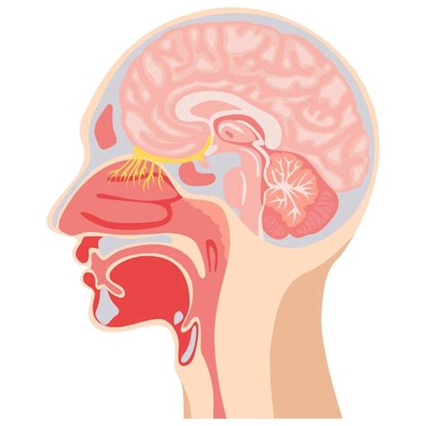 Ilustra O Detalhada Da Anatomia Da Laringe Humana E Da Faringe Interna