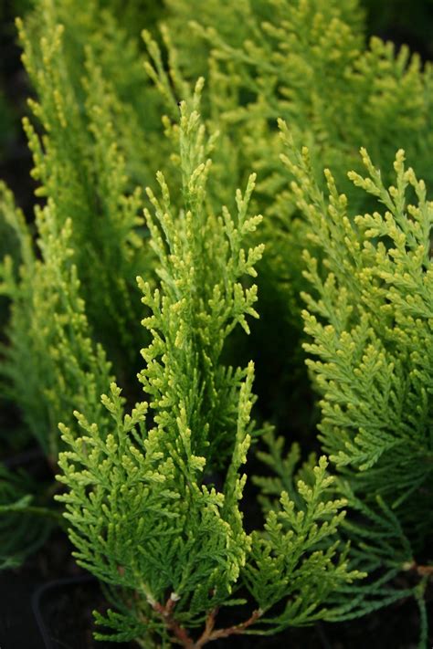 Żywotnik wschodni Aurea Nana Thuja orientalis Aurea Nana Szkółka