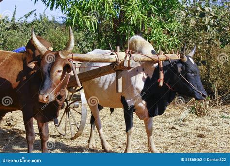 Pair Of Oxen In A Wooden Yoke For Pulling Cart Stock Photo - Image ...