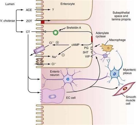 Diarrhea Clinical Gate