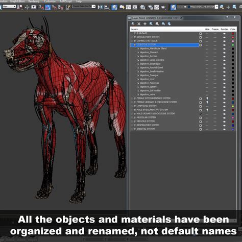 3d Model Dugm01 Dog Anatomy Male Female