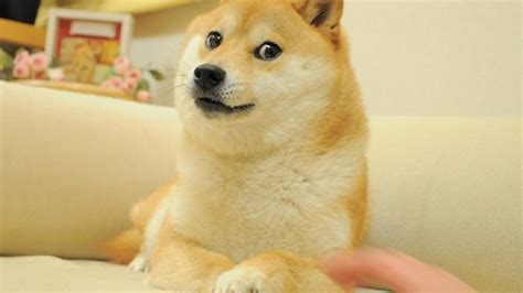 The Shiba Inu dog behind the doge meme turns 16 - CNET