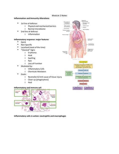 Module Test Module Notes Inflammation And Immunity Alterations