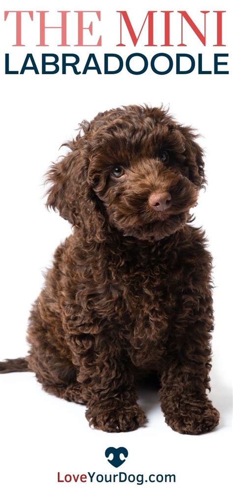 Mini Labradoodle Breed Information Facts Traits Puppy Costs More Artofit