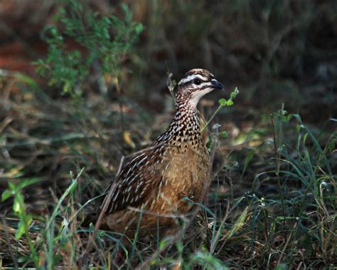 Crested Francolin Flickr