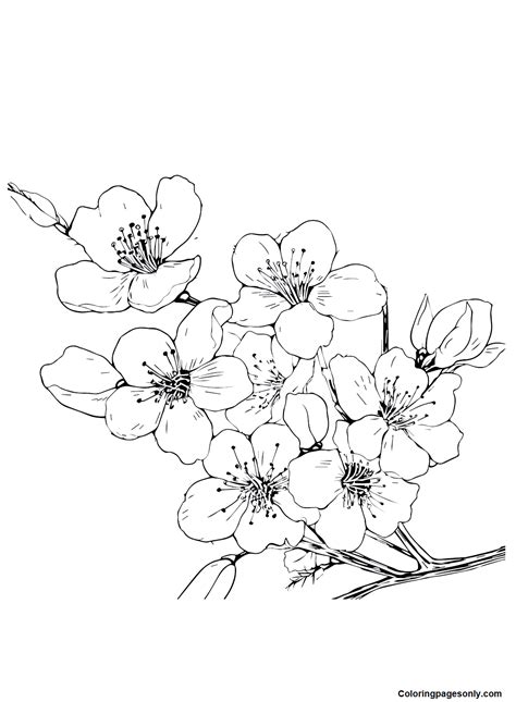 26 Cherry Blossom Coloring Pages - ColoringPagesOnly.com