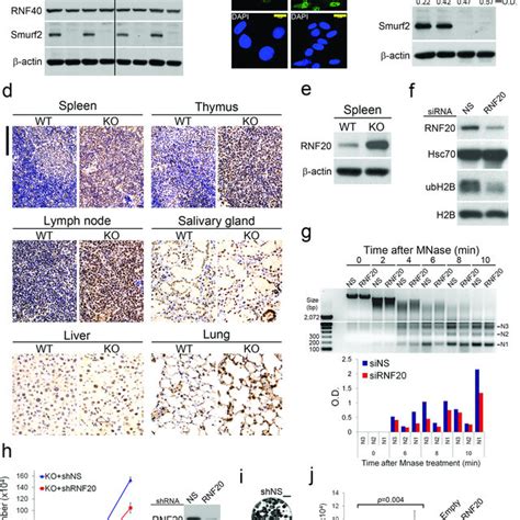RNF20 is a direct target of Smurf2 for proteasome-dependent degradation ... 