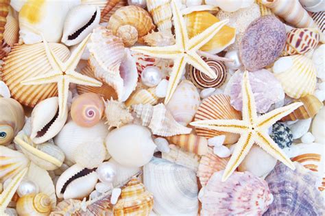 Pearls Starfishes And Seashells Jigsaw Puzzle In Macro Puzzles On