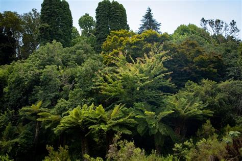 Premium Photo Lush Green Trees Under Blue Sky