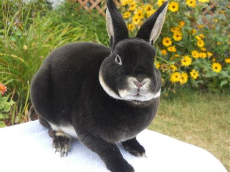 Mini Rex Rabbits USA Rabbit Breeders