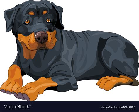 Rottweiler Royalty Free Vector Image Vectorstock