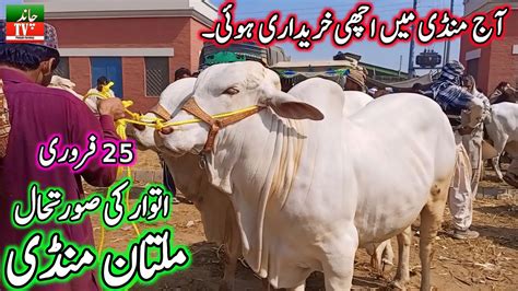 Today Sunday New Multan Cow Mandi Situation Latest Updates February