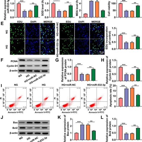 Mir P Relieved Hg Induced Hk Cells Injury Hk Cells Were