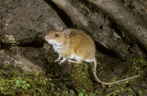 Mouse Species Identification