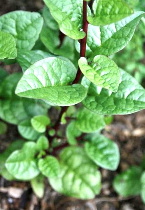 Red Malabar Spinach Seeds Heirloom Tim S Tomatoes