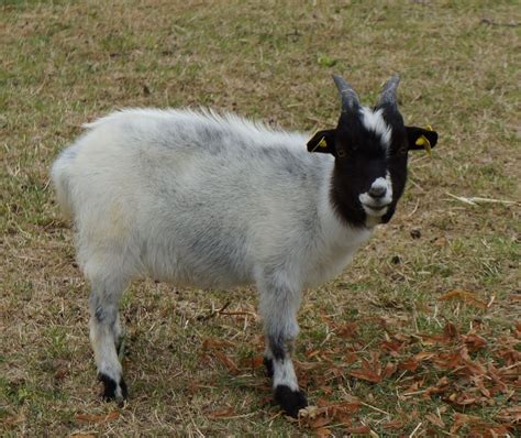 Zwergziegen Zwergziegen Bock Kaufen Landwirt