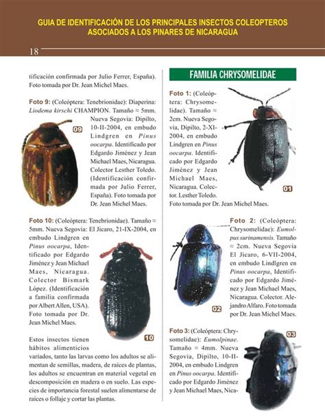 Guía De Identificación De Los Principales Insectos Coleopteros Pdf