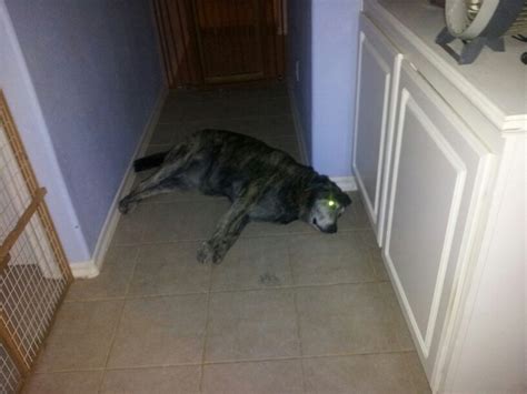 This Is My Dog Rufus Dogs Animals Rufus