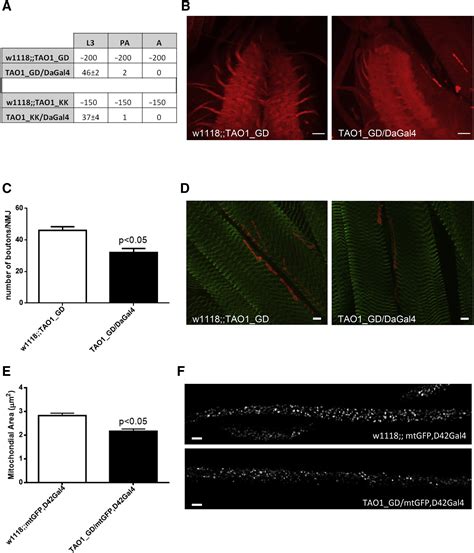 De Novo Variants In Taok1 Cause Neurodevelopmental Disorders The