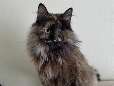 Tortitude The Unique Personality Of Tortoiseshell Cats Fact Or Fiction The Conscious Cat