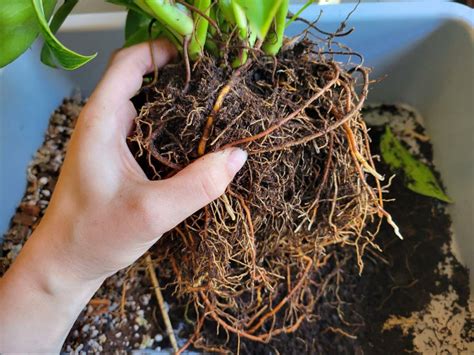 Repotting Philodendron Step By Step Guide With Pictures