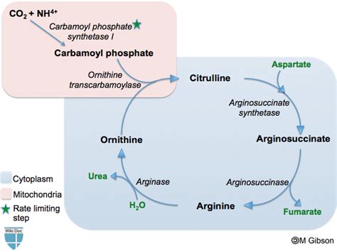 The Liver Teachmephysiology