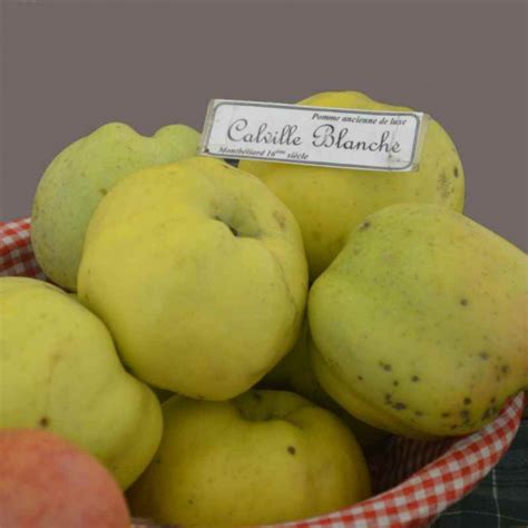 Pommier ancien à pommes d hiver Vente Malus communis Calville Blanche