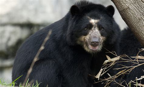 Andean bear | Smithsonian's National Zoo and Conservation Biology Institute