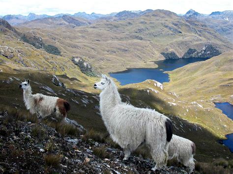 11 áreas concentran la biodiversidad de Ecuador Ecología La Revista