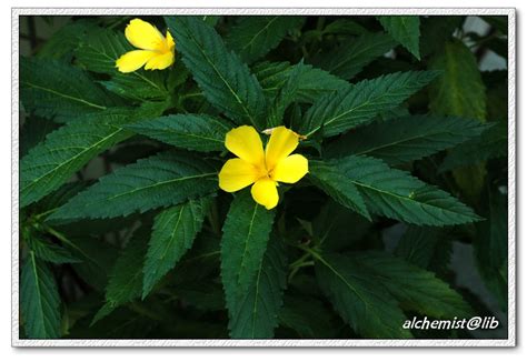 Turnera Ulmifolia Nature Library