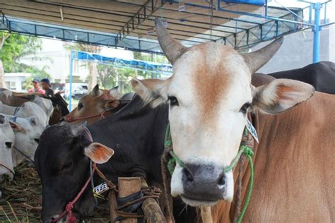 Foto Daftar Harga Terbaru Hewan Kurban Dari Kambing Hingga Sapi